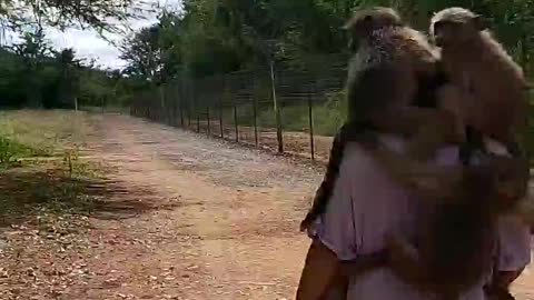 How To Walk With 12 Baboons Clinging On To You