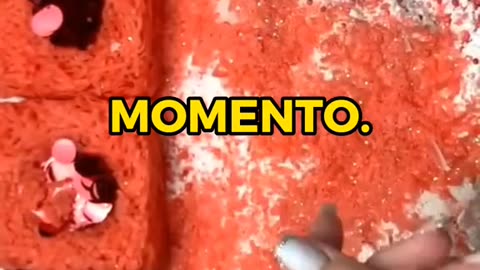 fatos curiosos parte 27 #fatoscuriosos #curiosidades #conhecimento #videossatisfatorios #viral.mp4