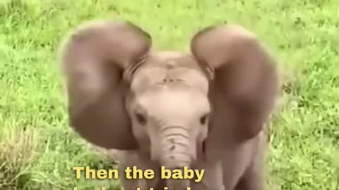 Baby Elephant Tries to Scare Tourists 🤣