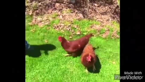 Descriçãão X Funny chickens and roosters Chasing kids and adults funny videos compilation 2021