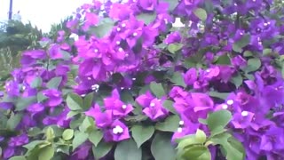 A large bush with purple spring flowers, a true splendor of beauty [Nature & Animals]