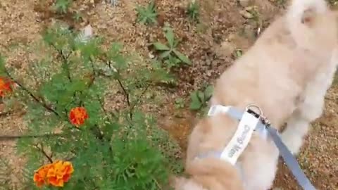 Dog walking in meadow flower field