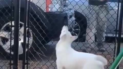Blind and deaf dog get excited when sniffing out her owner