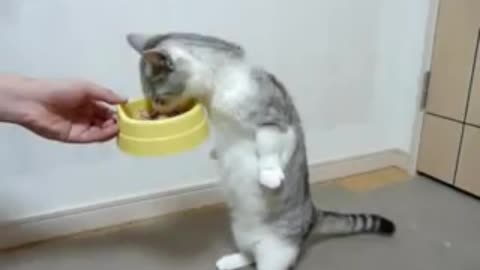 Hilarious kitty loves to eat while standing on its hind legs