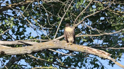 Red Tailed Hawk