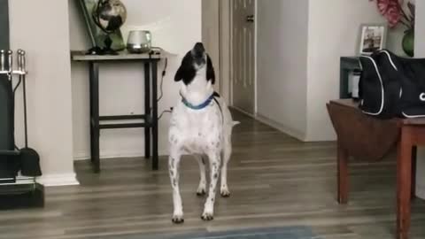 Singing dog that is funny viral video
