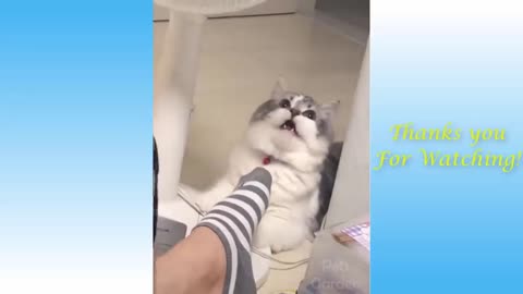 Cat and Smelly Socks