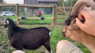 Boy Goats Flirting with the Girls 09.2021