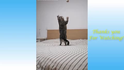 Funny Cats And Babies Playing Together ★ Animals Trolling... y