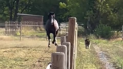 German Shepherd racing with horse who will win