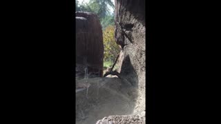 Mountain Lion Plays with Kids Through Zoo Window