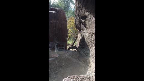 Mountain Lion Plays with Kids Through Zoo Window