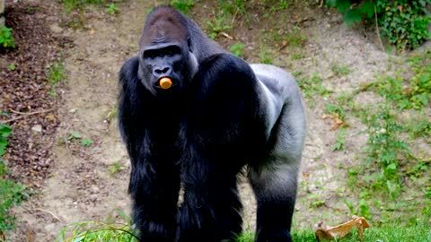 Gorilla Close Up Eat Carrots