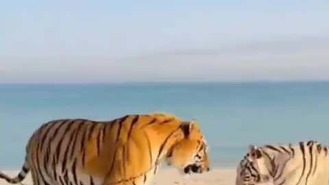 Two tall tigers of the tyrants of the tyrants are playing at the beach