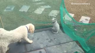 Dogs bark at stone cat