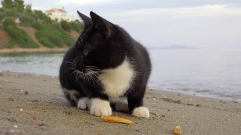 Cat eating dropped fries on the beach