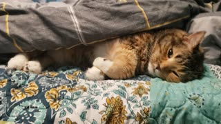 Cute Cat Enjoying Relaxing Rest with Blanket