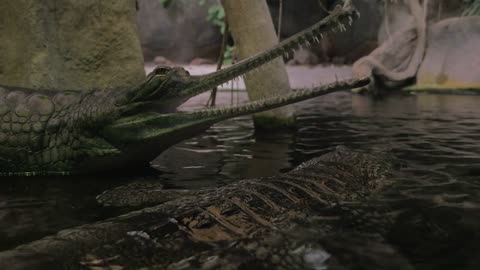 Two crocodiles in the water pond of the zoo. Motionless false gharial with open jaws