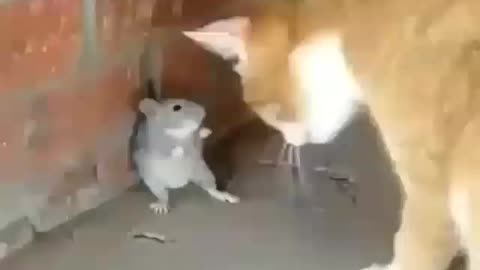 The real Tom and Jerry