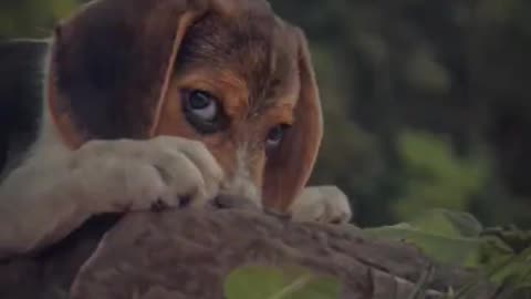 JARVIS 🐾🐶 #beagle #dog #trending #shorts #viral #beaglepuppy