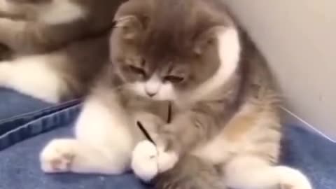 smart cat funny video