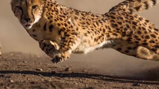 How Cheetah Are The Fastest Living Animal