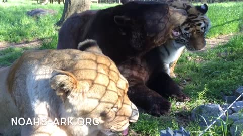 Lion, Tiger, and Bear who were rescued from captivity are now inseparable