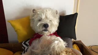 Westie falls asleep while eating popcorn