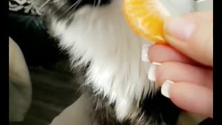 My cat loves oranges