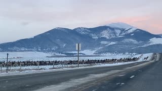 Montana Traffic Jam