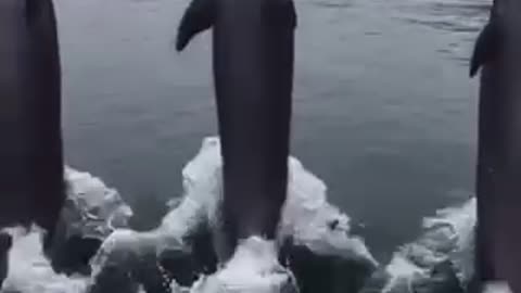 A group of dolphins dancing on the water🐬🐬