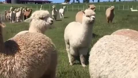 Looking at so many alpacas, do you think they are very cute