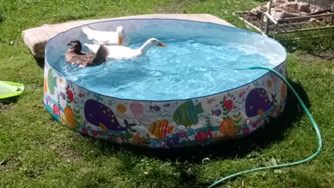 Ducks first time in the pool