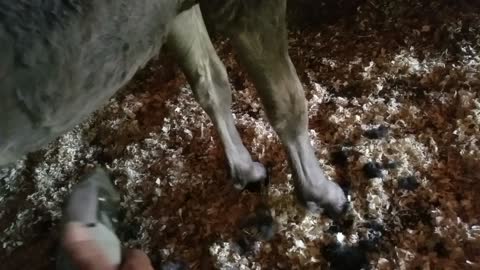 Spoons the orphaned foal gets her first body clip