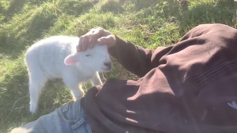 Cute lamb needs attention from his owner