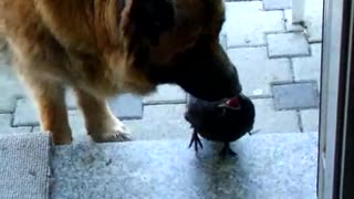 My dog kisses the crow!