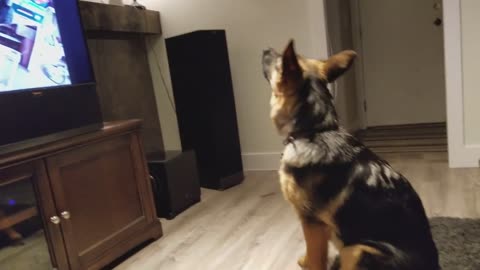 How German shepherd howling?