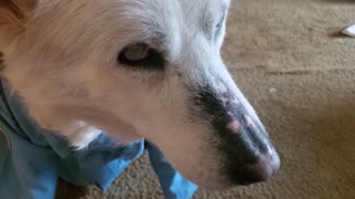 Blind husky dog dresses up and storms off to work