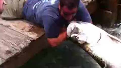 Fish Grabs Man's Arm! (THE Original Video) - Tarpon Smackdown