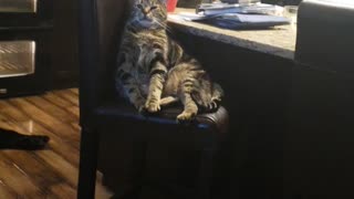 Cat Enjoying Himself