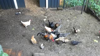 Bantam chickens eating canned salmon.