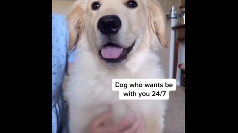 Enjoy this funny dog video!