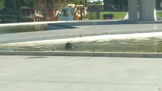 Pup Cleans Out Polluted Pool