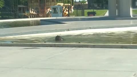 Pup Cleans Out Polluted Pool