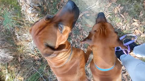 Rhodesian Ridgeback Dogs Released Into Bush