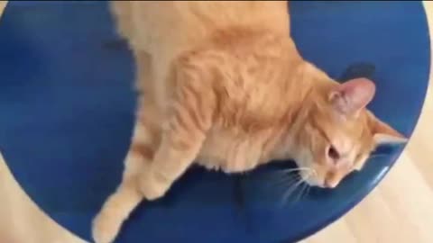 Beeper cat goes beep beep_batch