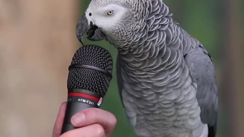 Talking Parrot