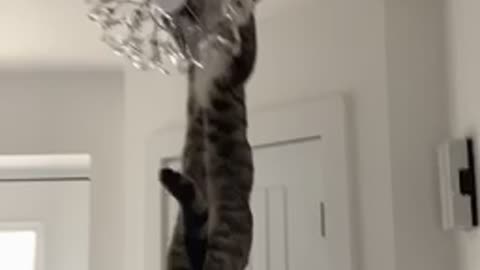 Cat swinging from light