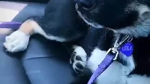 Brown puppy purple leash falling asleep in car