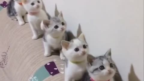 So funny cat are playing